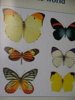 Butterflies of the world (Pieridae I- fotos)