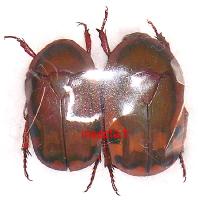 Pachnodella impressa ssp couple A-