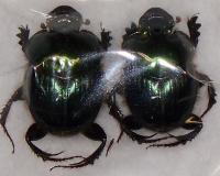 Helictopleurus giganteus couple (female A-)