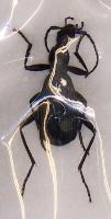 Carabidae specie female A-