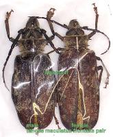 Tithoes/Acantophorus maculatus frontalis couple (m&acirc;le 80mm+-)