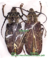 Tithoes/Acantophorus maculatus frontalis set 3 m&acirc;les A- 55-80mm
