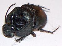 Onthophagus (Proagoderus) specie (Sefula) pair