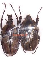 Herculasia satanas couple 30mm