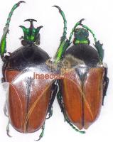 Neptunides polychrous polychrous bruneipennis set 10 males  (Iringa)
