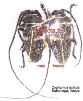 Zographus aulicus ssp. set 5 femelles A-A2