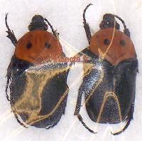Pseudoclinteria cincticollis male