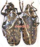 Tithoes/Acantophorus maculatus maculatus male 77mm+-