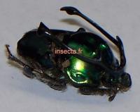 Onthophagus (Proagoderus) rangifer male