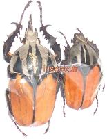 Mecynorrhina oberthuri unicolor couple ( male 65mm+-)