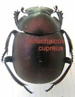 Anachalcos (Catharsius/Chalconotus) cupreus