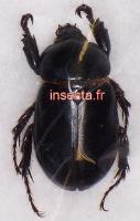Ancognatha scarabaeoides male