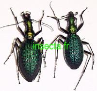 Acoptolabrus constricticollis constricticollis pair green-blue