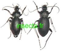 Carabus (Trachycarabus) latreillei semicoriaceus couple