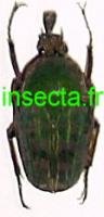 Aphanochroa pseudincoides P