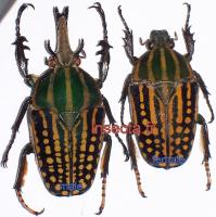 Chelorrhina savagei couple (m&acirc;le 55mm)