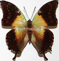 Charaxes candiope thomasius male A-
