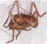 Armoured corn cricket (Tettigoniidae Bradyporinae Pycnogaster specie) A-