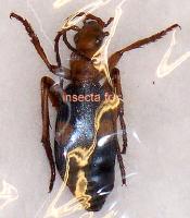 Crepidogaster / Pheropsophos specie (Kafue)