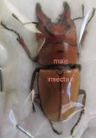 Cyclommatus lunifer macho 34mm (cosido con un alfiler por separado)