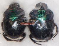 Diastellopalpus thomsonii couple