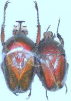 Dicronorhina derbyana divortialis pareja ( macho 45mm)