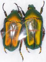 Eccoptocnemis (Caelorrhina) thoreyi male