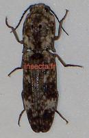 Elatiridae Calis specie 18mm (Ndola)