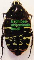Euchroea abdominalis freudei femelle