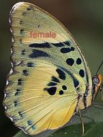 Euphaedra edwardsi femelle A-