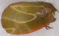 Flata (= Promia) coccinella ( Flattidae)