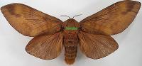 Gonometa titan wingspan 130mm female A-