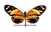 Heliconius numata silvana Male