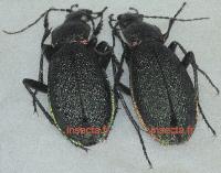 Carabus (Hemicarabus) macleayi pair
