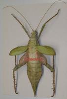 Heteropteryx dilatata femelle 150mm+-