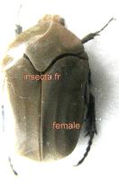 Hologymnetis cinerea femelle A-