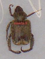 Hoplia (Amorphocheilus) retusa
