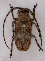 Laziopezus specie (Mazabuka) set 7A-