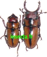 Prosopocoilus gellensaae Couple (M&acirc;le Telodontha)