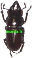 Prosopocoilus senegalensis M&acirc;le 37mm