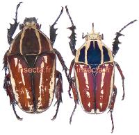 Mecynorrhina ugandensis couple ( macho 53mm;hembra 55mm) ver foto