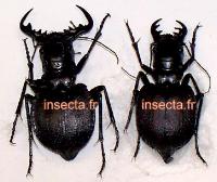 Manticora livingstoni (=damarensis =pseudoscabra) couple