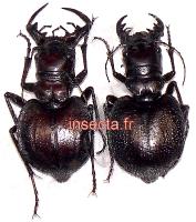 Manticora specie (Sefula) pair A-