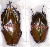 Mecynorrhina ugandensis couple (m&acirc;le 79mm; femelle 59mm) brun-fonc&eacute;