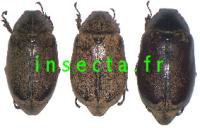 Melolonthidae specie 1 (4pieces)