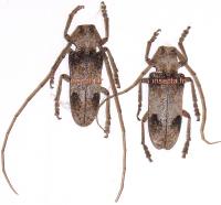 Monochamus (Ethiopiochamus) ruspator couple