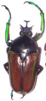 Neptunides polychrous bruneipennis set 5 machos A-