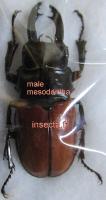 Odontolabis saranisorum mesodontha male 35mm+-