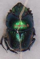 Onthophagus (Proagoderus) rangifer female