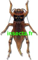 Brachytrupes grandidieri (=membranaceus) Huge cricket 60mm+-